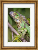 Green Iguana, Sarapiqui, Costa Rica Fine Art Print