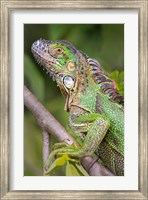 Green Iguana, Sarapiqui, Costa Rica Fine Art Print