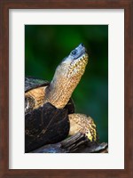 Black Marsh Turtle, Tortuguero, Costa Rica Fine Art Print