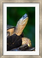 Black Marsh Turtle, Tortuguero, Costa Rica Fine Art Print