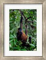Spider Monkey, Sarapiqui, Costa Rica Fine Art Print