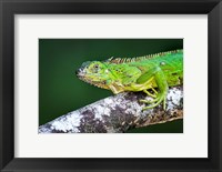 Green Iguana, Tarcoles River, Costa Rica Fine Art Print