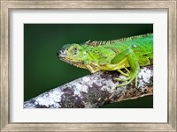 Green Iguana, Tarcoles River, Costa Rica Fine Art Print