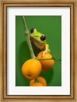 Red-Eyed Tree Frog (Agalychnis callidryas), Tarcoles River, Pacific Coast, Costa Rica Fine Art Print