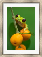 Red-Eyed Tree Frog (Agalychnis callidryas), Tarcoles River, Pacific Coast, Costa Rica Fine Art Print