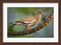 White-Winged Dove, Tarcoles River, Costa Rica Fine Art Print