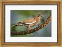 White-Winged Dove, Tarcoles River, Costa Rica Fine Art Print