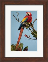 Scarlet Macaw Tarcoles River, Pacific Coast, Costa Rica Fine Art Print