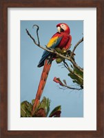 Scarlet Macaw Tarcoles River, Pacific Coast, Costa Rica Fine Art Print