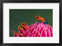 Strawberry Poison-Dart Frog, Sarapiqui, Costa Rica Fine Art Print