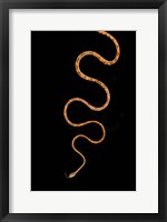 Blunt-Headed Tree Snake, Sarapiqui, Costa Rica Fine Art Print