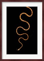 Blunt-Headed Tree Snake, Sarapiqui, Costa Rica Fine Art Print