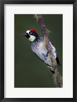 Acorn Woodpecker on Branch, Savegre, Costa Rica Fine Art Print