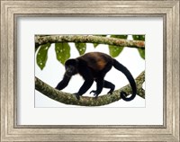 Black Howler Monkey, Sarapiqui, Costa Rica Fine Art Print