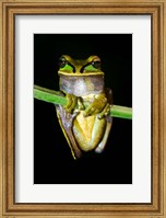 Masked Tree Frog Sarapiqui, Costa Rica Fine Art Print