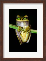 Masked Tree Frog Sarapiqui, Costa Rica Fine Art Print