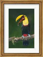 Keel-Billed Toucan, Sarapiqui, Costa Rica Fine Art Print