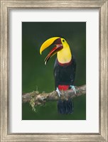 Keel-Billed Toucan, Sarapiqui, Costa Rica Fine Art Print