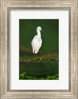 Snowy Egret, Tortuguero, Costa Rica Fine Art Print