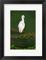 Snowy Egret, Tortuguero, Costa Rica Fine Art Print