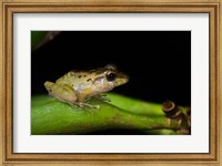 Tink Frog, Tortuguero, Costa Rica Fine Art Print