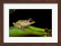 Tink Frog, Tortuguero, Costa Rica Fine Art Print