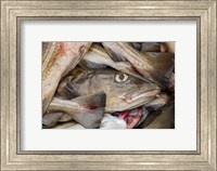 Fresh Cod, Iceland Fine Art Print