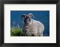 Sheep Grazing, Iceland Fine Art Print