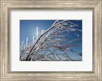 Ice Crystals on tree branches, Iceland Fine Art Print