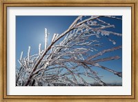 Ice Crystals on tree branches, Iceland Fine Art Print