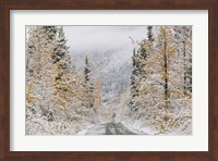 Empty Forest Road, McCarthy, Alaska Fine Art Print