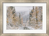 Empty Forest Road, McCarthy, Alaska Fine Art Print
