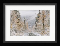 Empty Forest Road, McCarthy, Alaska Fine Art Print