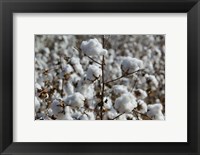 Cotton Plants, Wellington, Texas Fine Art Print