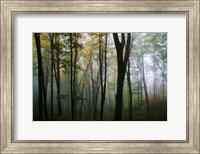Misty Forest In Autumn Fine Art Print