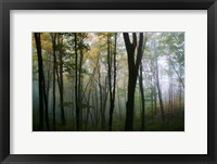 Misty Forest In Autumn Fine Art Print