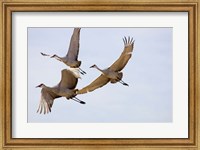 Sandhill Cranes In Flight Fine Art Print
