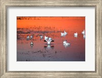Snow Geese On Water Fine Art Print