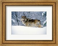 Gray Wolf in Snow Fine Art Print