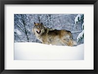 Gray Wolf in Snow Fine Art Print