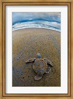 Green Sea Turtle, Tortuguero, Costa Rica Fine Art Print