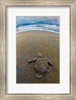Green Sea Turtle, Tortuguero, Costa Rica Fine Art Print