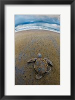 Green Sea Turtle, Tortuguero, Costa Rica Fine Art Print