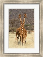 Reticulated Giraffe Fine Art Print