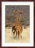 Reticulated Giraffe Fine Art Print