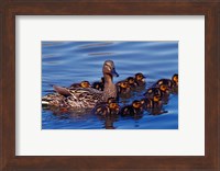 Female Mallard Duck with Chicks, Ohio Fine Art Print
