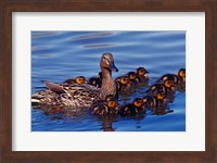 Female Mallard Duck with Chicks, Ohio Fine Art Print