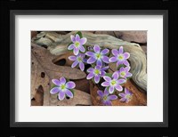 Hepatica Flowers, Michigan Fine Art Print