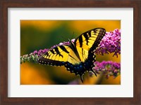 Male Tiger Swallowtail Butterfly Fine Art Print