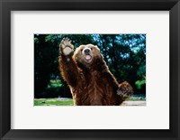 Grizzly Bear On Hind Legs Fine Art Print